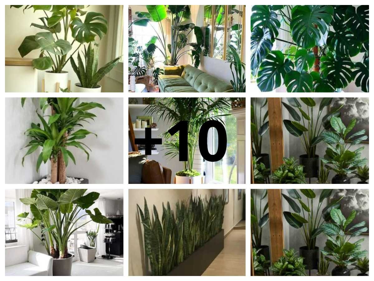 15 Ideas para Decorar Plantas Verdes
